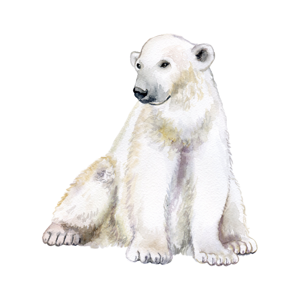 polar bear icon png