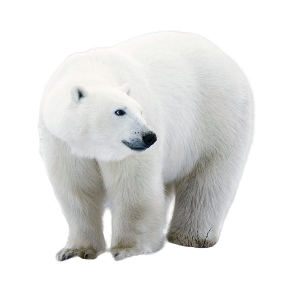 polar bear vector png